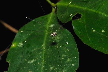 Örümcek doğal ormandaki yapraklarda..