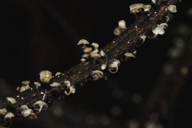 Kabuğun bagajında ormanda küçük bir beyaz mantar