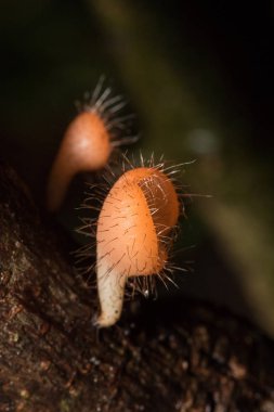 MantarKupası turuncu, pembe, kırmızı, yerde bulunan ve ölü kereste.