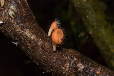 MantarKupası turuncu, pembe, kırmızı, yerde bulunan ve ölü kereste.