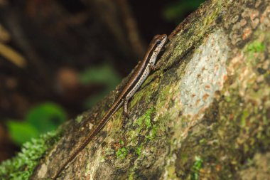 Skink, ormanlarda yaygın olarak bulunan ağaçların üzerindedir..