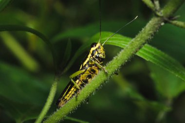 Doğa ile uyum içinde sarı bir yaprak üzerinde Çekirge.