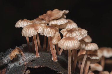 Kabuğun bagajında ormanda küçük bir beyaz mantar