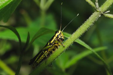 Doğa ile uyum içinde sarı bir yaprak üzerinde Çekirge.