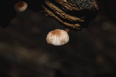 Kabuğun bagajında ormanda küçük bir beyaz mantar