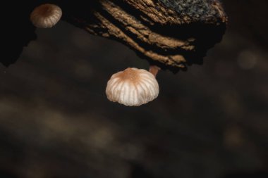 Kabuğun bagajında ormanda küçük bir beyaz mantar