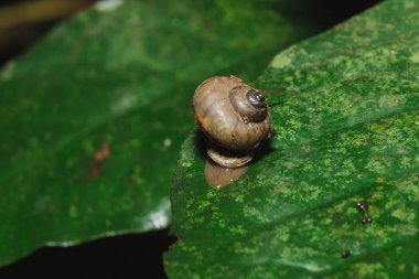 Doğa ile uyum içinde bir yaprak üzerinde salyangoz.