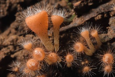 MantarKupası turuncu, pembe, kırmızı, yerde bulunan ve ölü kereste.