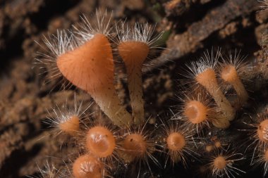 MantarKupası turuncu, pembe, kırmızı, yerde bulunan ve ölü kereste.