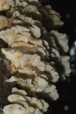 Kabuğun bagajında ormanda küçük bir beyaz mantar