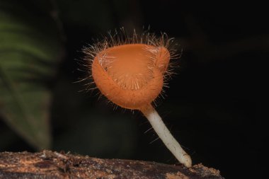MantarKupası turuncu, pembe, kırmızı, yerde bulunan ve ölü kereste.