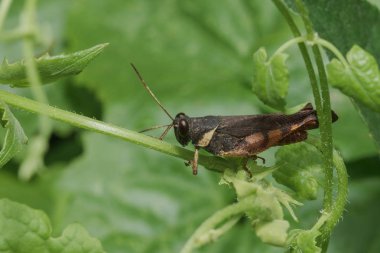 Doğa ile uyum içinde bir yaprak üzerinde Kahverengi çekirge.