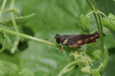Doğa ile uyum içinde bir yaprak üzerinde Kahverengi çekirge.