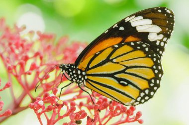 Kırmızı bir çiçek üzerinde Nektar emme Danaus chrysippus.