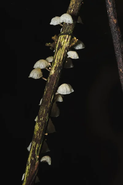 Egy Kis Fehér Gomba Erdőben Törzs Kéreg — Stock Fotó