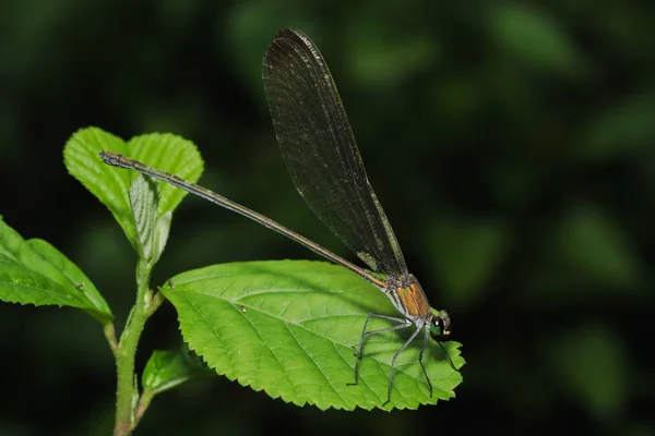 Green Dragonfly Leaves Natural Forest — Stock Photo, Image