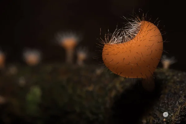 Coupe Fungi Est Orange Rose Rouge Trouvée Sur Sol Bois — Photo