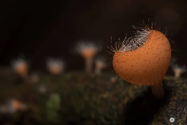 Coupe Fungi Est Orange Rose Rouge Trouvée Sur Sol Bois — Photo