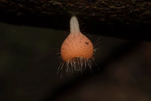 Copo Fungos Laranja Rosa Vermelho Encontrado Chão Madeira Morta — Fotografia de Stock