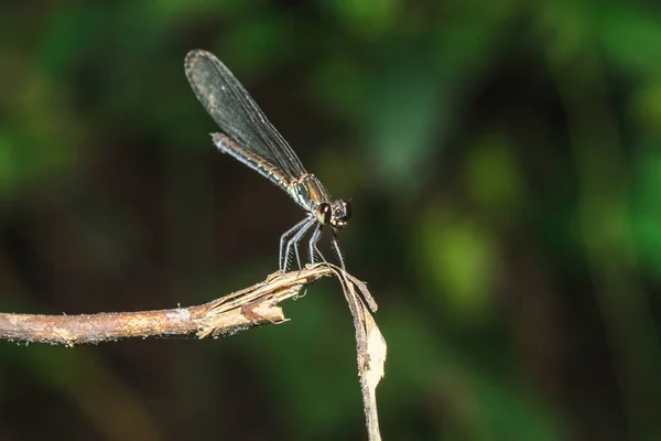 Green Dragonfly Branches Natural Forest — Stock Photo, Image