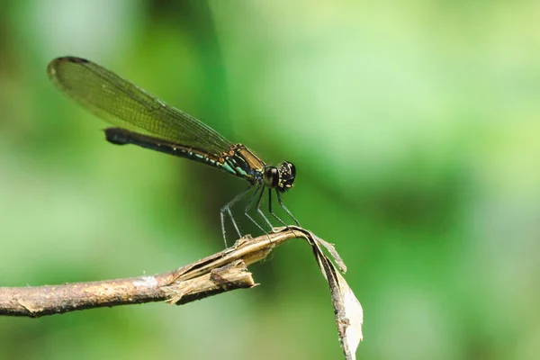 Grüne Libelle Auf Den Zweigen Natürlichen Wald — Stockfoto