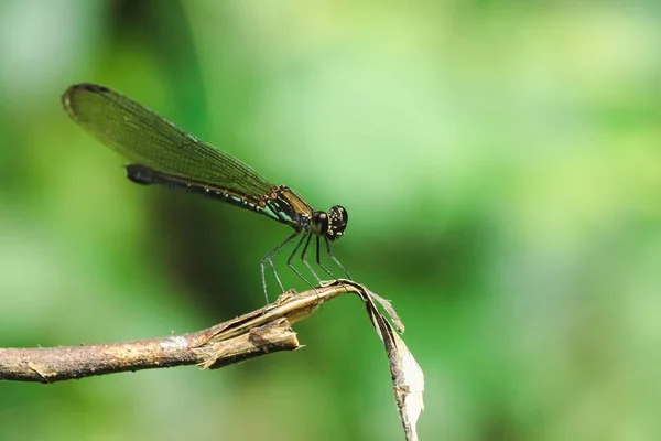 Zelený Dragonfly Větvích Přírodním Lese — Stock fotografie