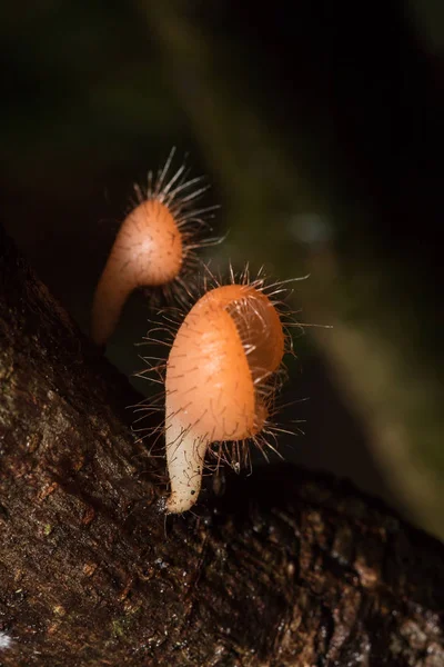 Coppa Dei Funghi Arancione Rosa Rosso Trovato Sul Terreno Legname — Foto Stock