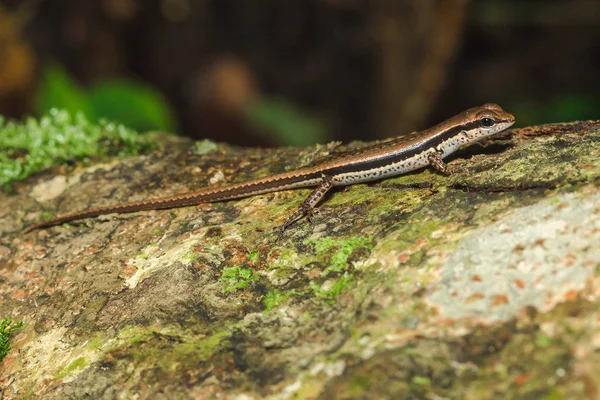 Skink Trees Commonly Found Forests — Stock Photo, Image