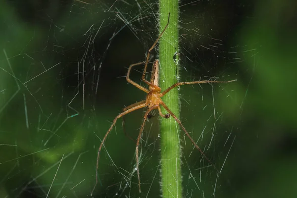 Doğal Bir Ormanda Bir Yaprak Üzerinde Vaşak Örümcek — Stok fotoğraf