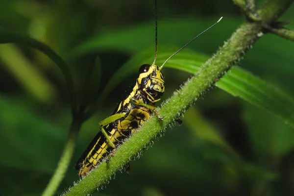 Grasshopper Yellow Leaf Harmony Nature — Stock Photo, Image