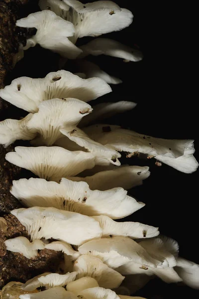 Kabuğun bagajında ormanda küçük bir beyaz mantar