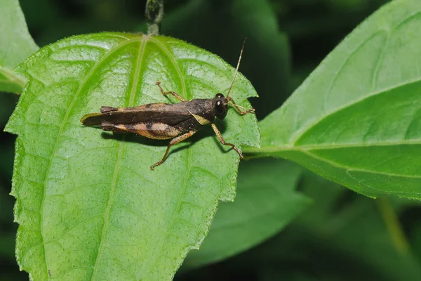 Doğa ile uyum içinde bir yaprak üzerinde Kahverengi çekirge.
