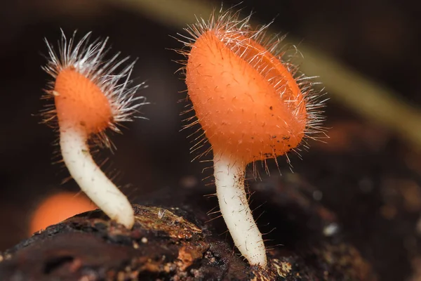 Gombák Csésze Narancs Rózsaszín Piros Megtalálható Földön Halott — Stock Fotó