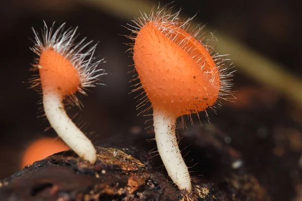 Coupe Fungi Est Orange Rose Rouge Trouvée Sur Sol Bois — Photo