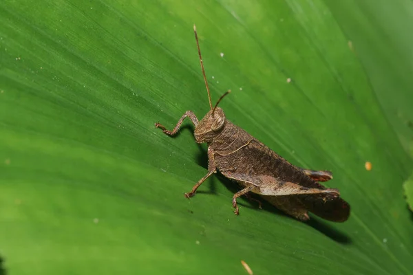 Brown Grasshopper Leaf Harmony Nature — Stock Photo, Image