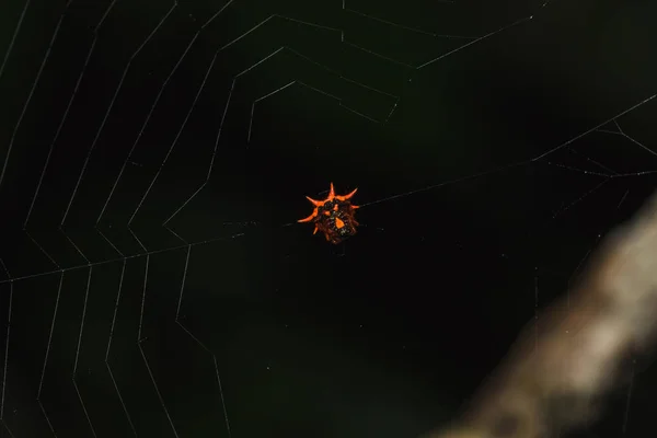ウェブ上のオレンジクモは昆虫を待っています — ストック写真