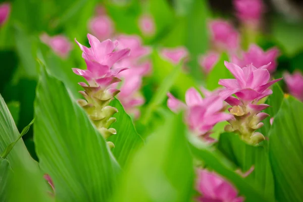 Kurkuma Sessilis Rosa Blühende Krautige Pflanze — Stockfoto