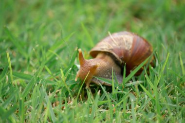 Çimenlikte salyangoz