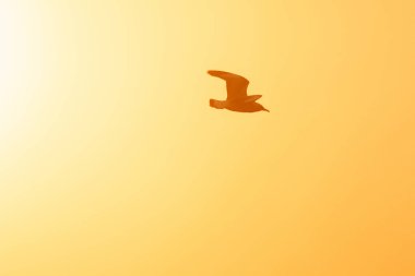 Gün batımında uçan martı siluetleri kıyı boyunca uzanan bir sulak arazi kuşudur.