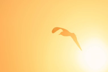 Gün batımında uçan martı siluetleri kıyı boyunca uzanan bir sulak arazi kuşudur.