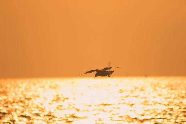 Σιλουέτες Από Γλάρους Που Πετούν Πάνω Από Θάλασσα Φως Ηλιοβασιλέματος — Φωτογραφία Αρχείου