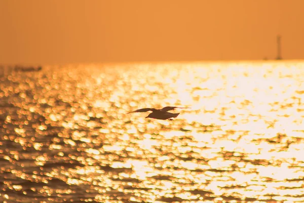 Silhouettes Mouettes Volant Dessus Mer Avec Lumière Coucher Soleil — Photo