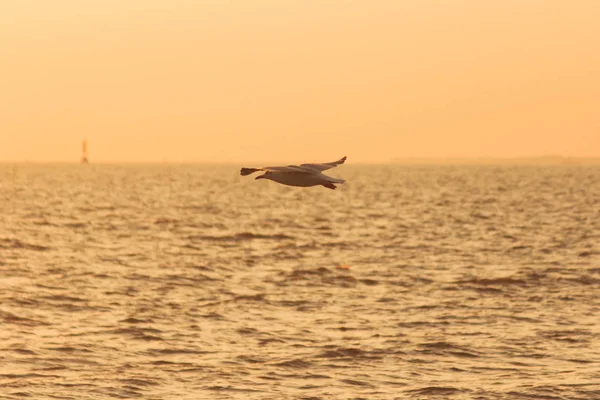 Silhouettes Mouettes Volant Dessus Mer Avec Lumière Coucher Soleil — Photo