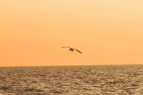 Silhuetter Måger Der Flyver Havet Med Solnedgangslys - Stock-foto