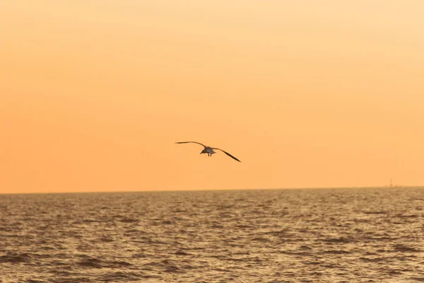 Silhouetten Von Möwen Die Mit Sonnenuntergang Über Dem Meer Fliegen — Stockfoto