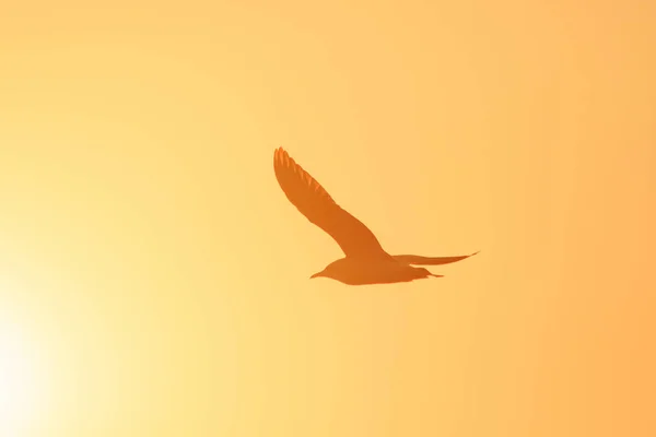 Silhuetas Gaivotas Voando Pôr Sol Pássaro Das Zonas Húmidas Longo — Fotografia de Stock