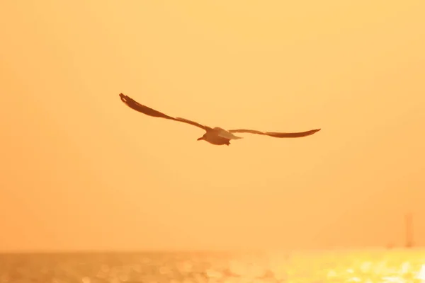 Silhuetas Gaivotas Voando Acima Mar Com Luz Pôr Sol — Fotografia de Stock