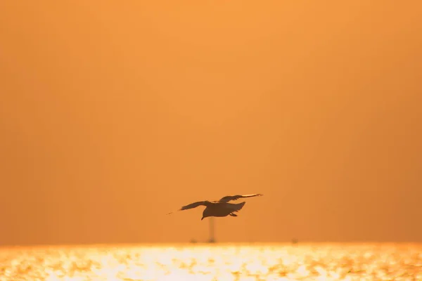 Siluetas Gaviotas Volando Sobre Mar Con Luz Del Atardecer — Foto de Stock