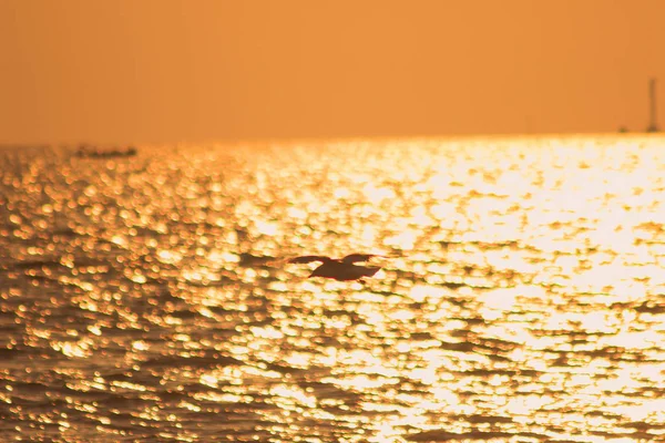 Silhouettes Mouettes Volant Dessus Mer Avec Lumière Coucher Soleil — Photo