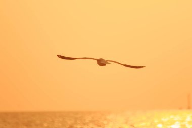 Gün batımında deniz üzerinde uçan martı siluetleri..